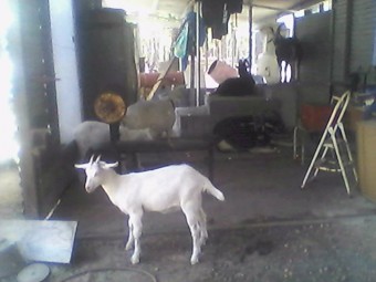 Hybrid Saanen/British Alpine Goats