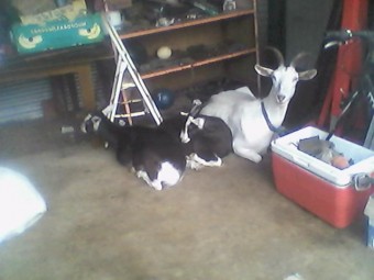 Hybrid Saanen/British Alpine Goats