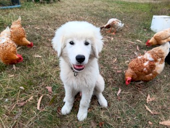Maremma Pup