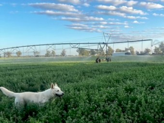Lucerne Hay 700kg 8x4x3 Bales