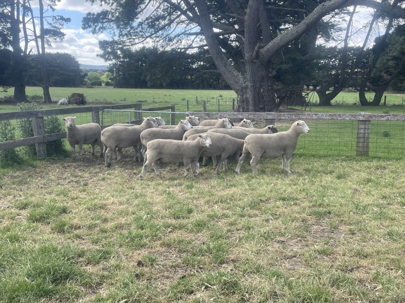Southdown x white suffolk rams 