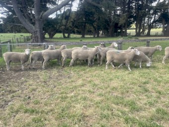 Southdown x white suffolk rams 