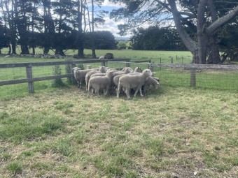 Southdown x white suffolk rams 