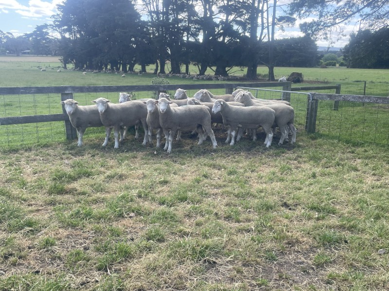Poll Dorset Rams