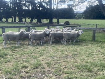 Poll Dorset Rams