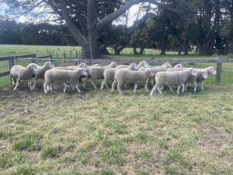 Poll Dorset Rams