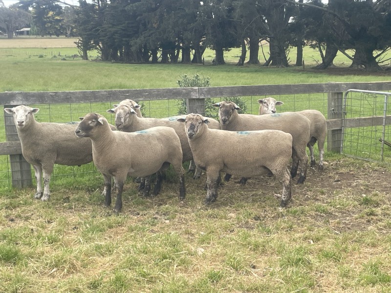 Poll Dorset x Suffolk Rams