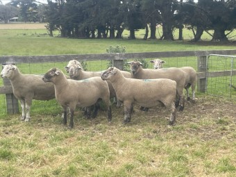 Poll Dorset x Suffolk Rams