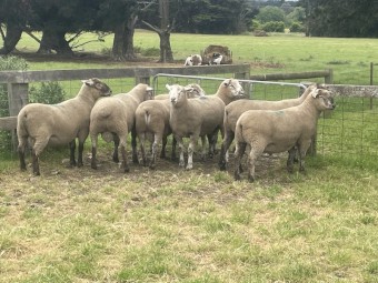 Poll Dorset x Suffolk Rams