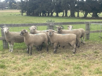 Poll Dorset x Suffolk Rams