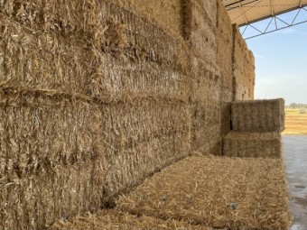  Barley Straw 500kg 8x4x3 Bales
