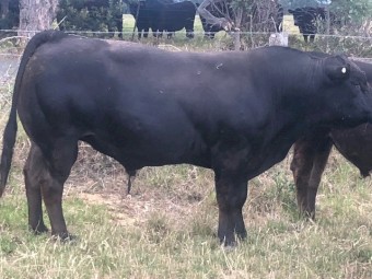 Limousins - Black and Apricot 