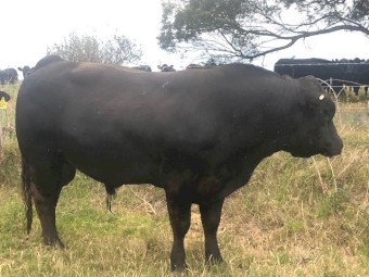 Limousins - Black and Apricot 