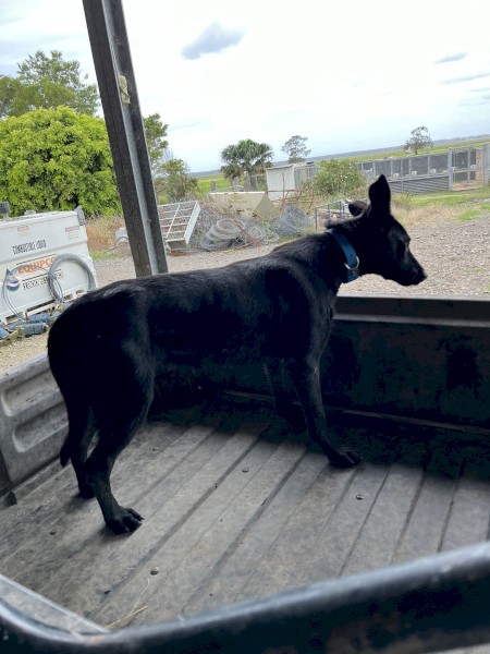 Black Kelpie Bitch