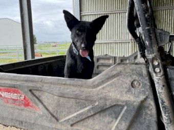 Black Kelpie Bitch