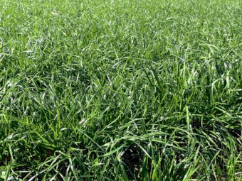  Ryegrass Silage Rolls