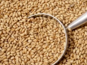 Zanzibar Wheat (For Sale in 2 weeks)