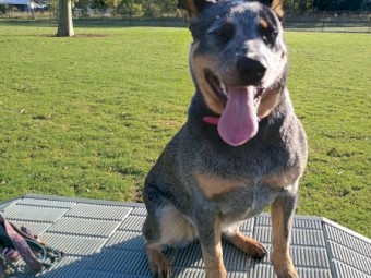 Cattle Dog, 6 month old, Female