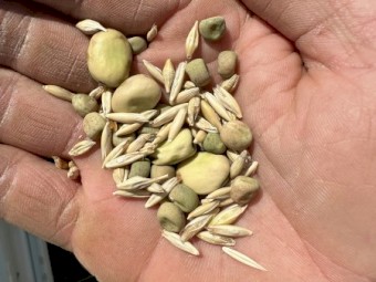 200mt Feed Grain Mix