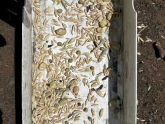 200mt Feed Grain Mix