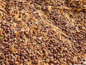 Lentil Seconds/ Barley