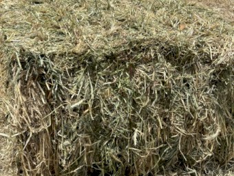 600mt Clover / Ryegrass Hay 600kg 8x4x3 Bales