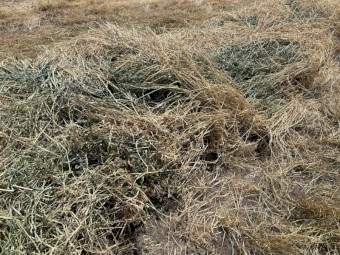600mt Clover / Ryegrass Hay 600kg 8x4x3 Bales
