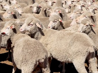 225 young merino ewes