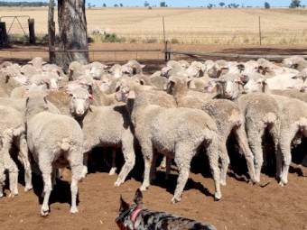 225 young merino ewes