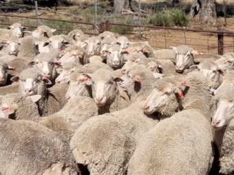 225 young merino ewes