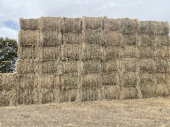 Beardless wheat hay 420 squares 