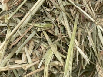 Beardless wheat hay 420 squares 