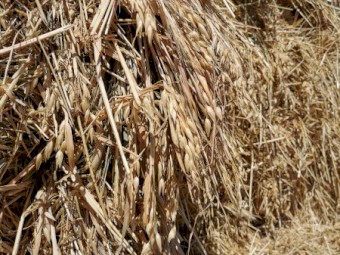 Oaten /  rye hay