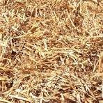 WANTED Pea Straw or Lucerne big bales
