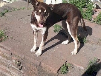 Kelpie Female Pup. URGENT SALE PRICE REDUCED