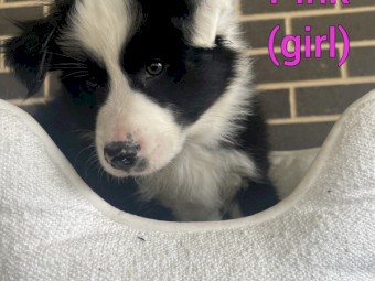 Border collie puppies