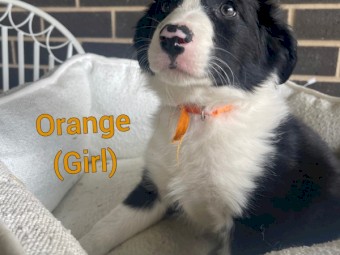 Border collie puppies