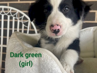 Border collie puppies