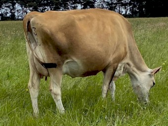 Dairy Herd x 200 head