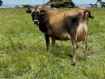 Dairy Herd x 200 head