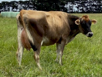 Dairy Herd x 200 head