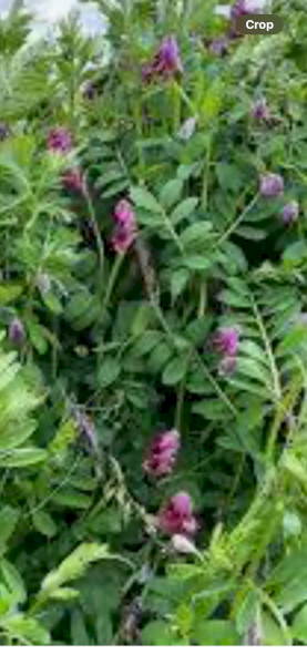 WANTED Benetas Vetch Seed