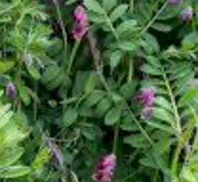 WANTED Benetas Vetch Seed