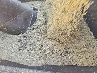 2024 Spartacus barley no glyphosate or insecticide 