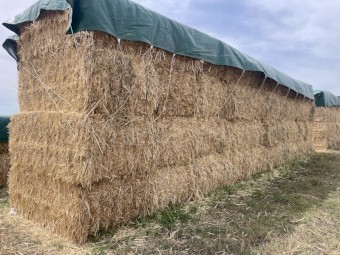 200 Bales Oaten Hay 8x4x3 550kg Bales