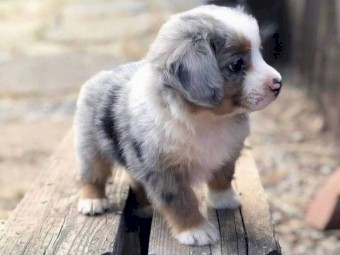 Australian Shepherd Puppies x 3