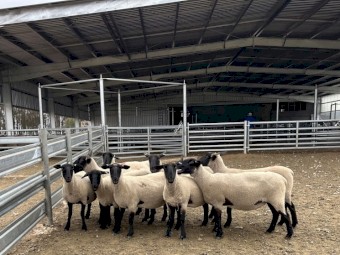 9 x Commercial Suffolk Ewes