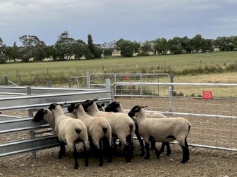 9 x Commercial Suffolk Ewes