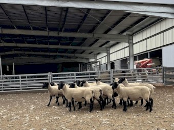 13 x Stud Suffolk Ewes