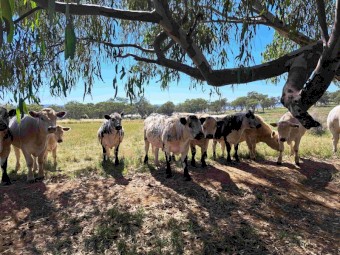 Speckle Park F1S Terminal